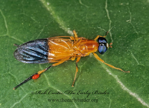 Sargus analis  SOLDIER FLY 198808z