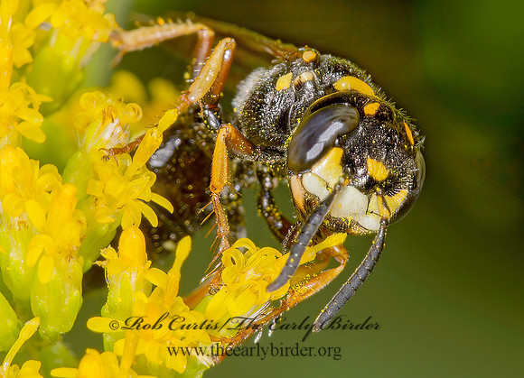 Philanthus gibbosus  BEEWOLF WASP 9003704z
