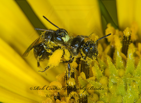 Protandrena rudbeckiae grp 6010749z