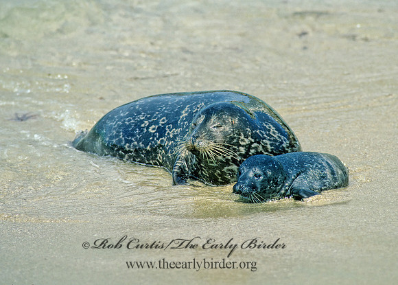 Phoca vitulina  HARBOR SEAL 124413z