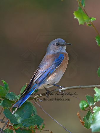 Sialia mexicana  WESTERN BLUEBIRD 9055258z
