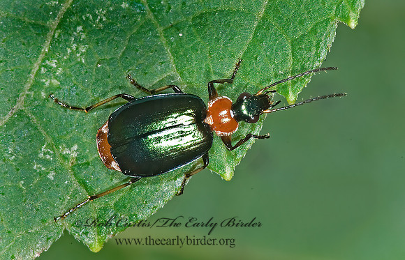 Lebia viridipennis 6017012 z