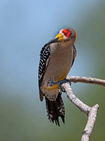 Melanerpes aurifrons  GOLDEN-FRONTED WOODPECKER 3033697z