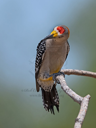 Melanerpes aurifrons  GOLDEN-FRONTED WOODPECKER 3033697z