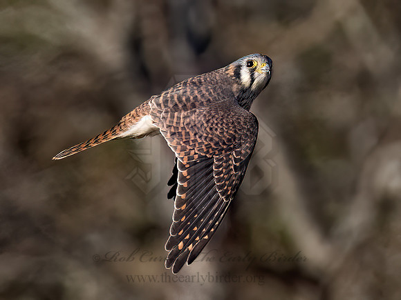 Falco sparverius AMERICAN KESTREL 9092064z