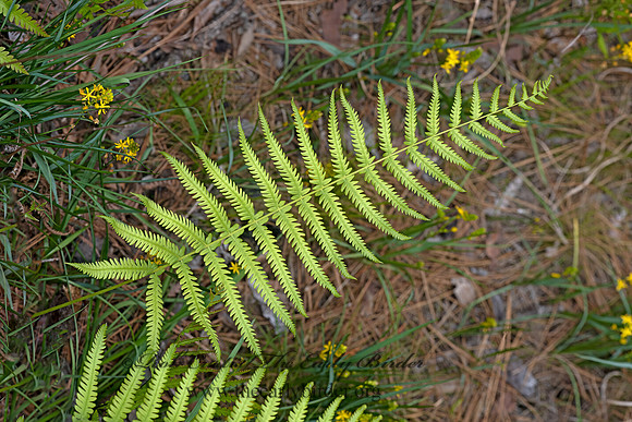 Pelazoneuron kunthii  MARSH FERN 3028266-z