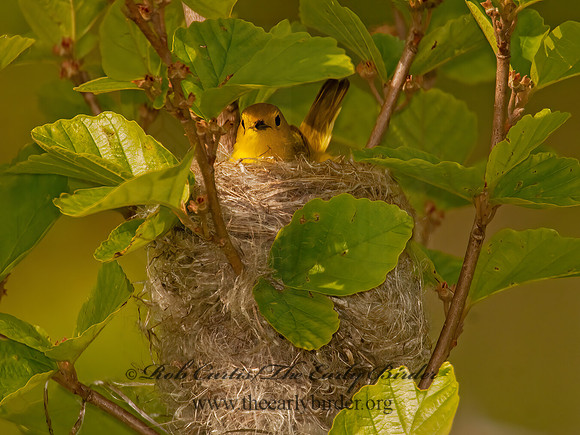 Setophaga petechia  YELLOW WARBLER 3002154z