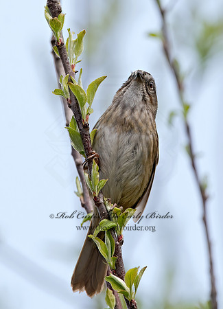Melospiza georgiana  SWAMP SPARROW 9042944z