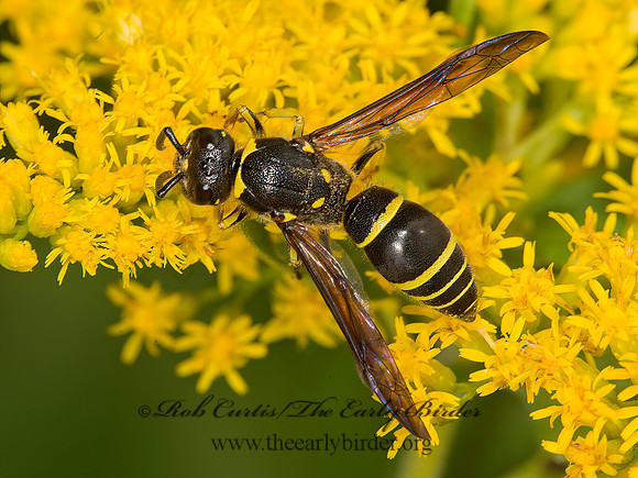 Ancistrocerus antilope  MASON WASP 9040643z