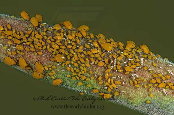 Aphis nerii  OLEANDER APHID 182921z