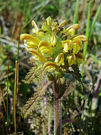 Pedicularis canadensis  CANADIAN LOUSEWORT 2000437z