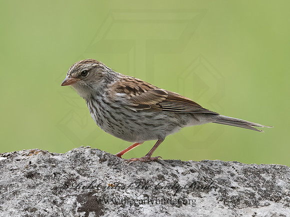 Spizella passerina  CHIPPING SPARROW 3035176z