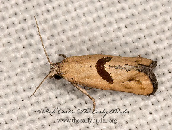 Eugnosta brownana  TORTRICID MOTH 3031961z