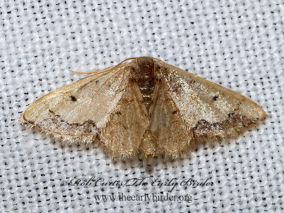 Idaea kendallaria  STERRHINI GEOMETER 3039334z