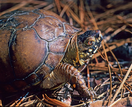 Terraoene carolina triunguis  3-TOED BOX TURTLE 169402z