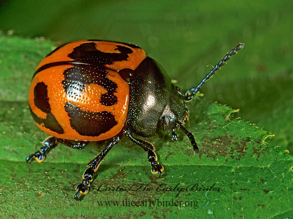 Labidomera clivicollis  SWAMP MILKWEED BEETLE 1287032z