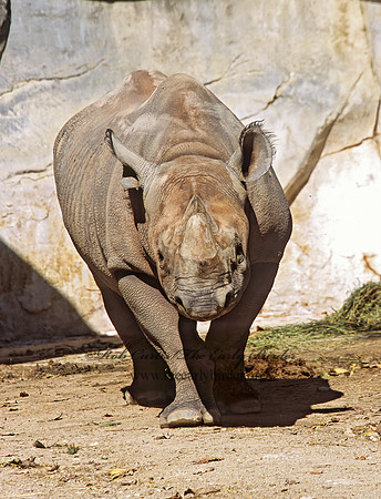 Diceros bicornis  BLACK RHINOCEROUS 293814z