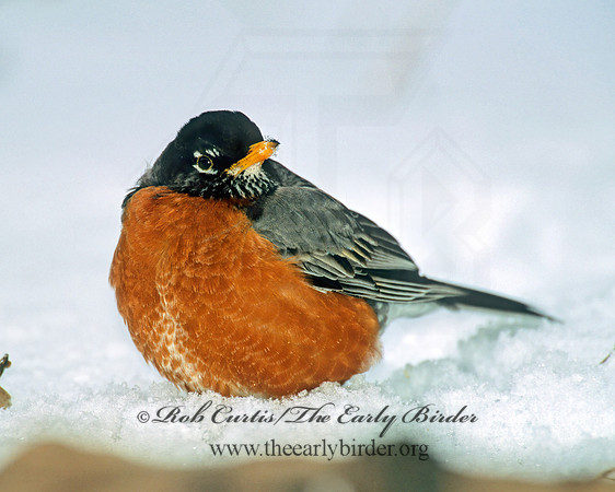 Turdus migratorius  AMERICAN ROBIN 269822z