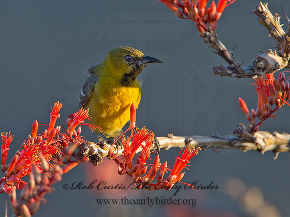 Icterus cucullatus  HOODED ORIOLE 9056542z