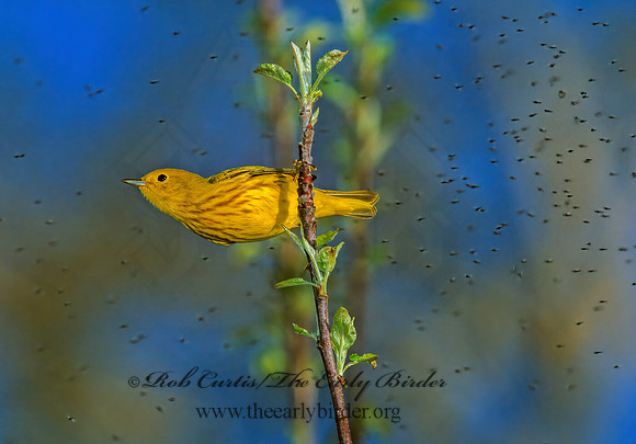 Setophaga petechia  YELLOW WARBLER 1271929z