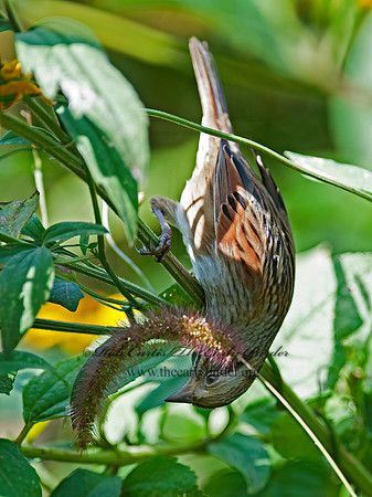Melospiza georgiana  SWAMP SPARROW 8029273z