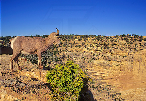 Ovis canadensis  BIGHORN SHEEP 121019z