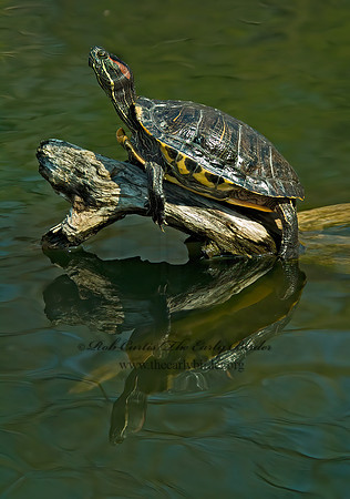 Trachemys scripta elegans  RED EARED SLIDER  3000627z