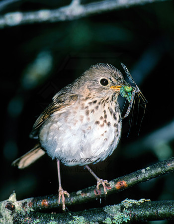 Catharus guttatus  HERMIT THRUSH 177205z