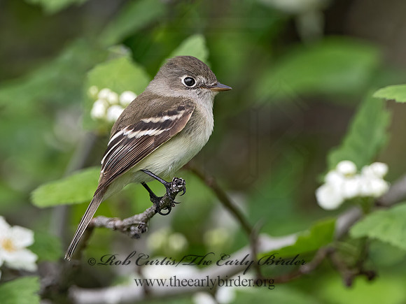 Empidonax minimus  LEAST FLYCATCHER 1302956z