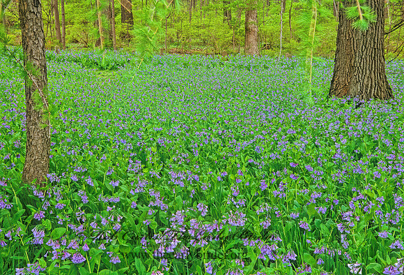 Mertensia virginica  VIRGINIA BLUEBELL 299010z