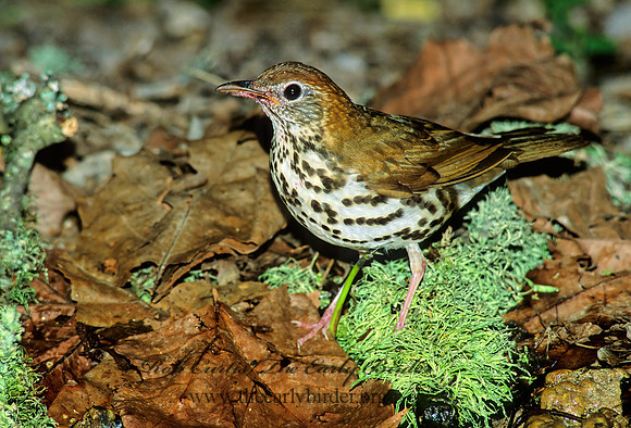 Hylocichla mustelina WOOD THRUSH 188910z
