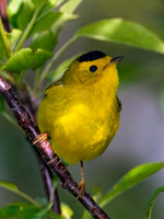 Cardellina pusilla WILSON'S WARBLER 7014653z