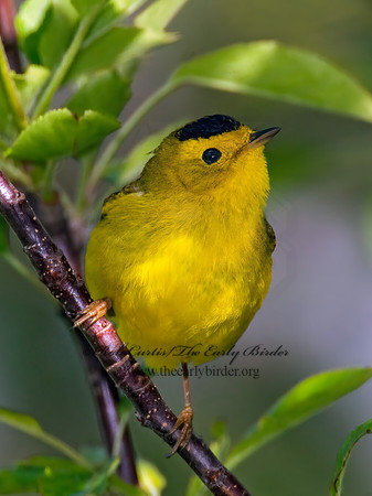 Cardellina pusilla  WILSON'S WARBLER 7014653z