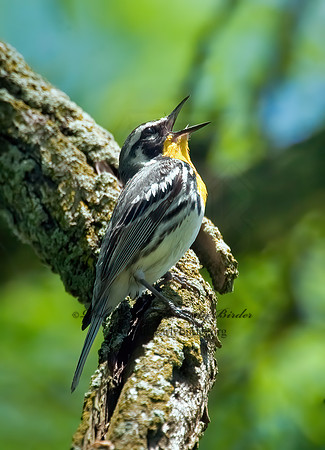 Setophaga dominica  YELLOW-THROATED WARBLER 8022641z