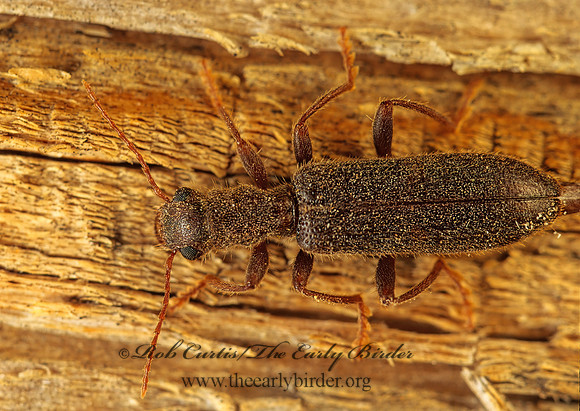 Cymatodera CHECKERED BEETLE 74411z
