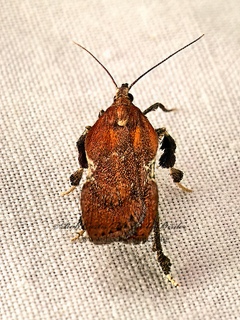 Galasa nigrinodis  BOXWOOD LEAFTIER 9052242z