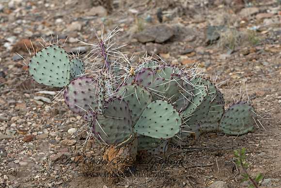 Opuntia azurea  PURPLE PRICKLY PEAR 3038325z