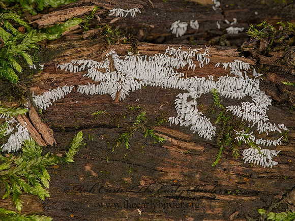 Ceratiomyxa fruticulosa  SLIME MOLD 9066517z
