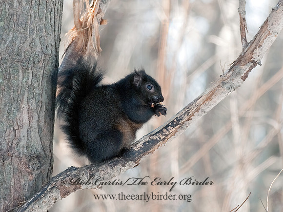 Sciurus carolinensis  EASTERN GRAY SQUIRREL 3000939z