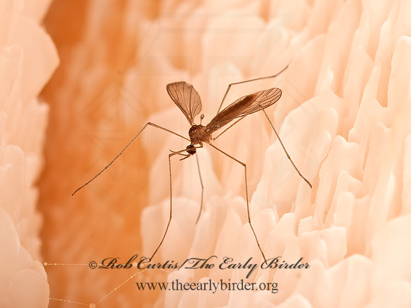 Cylindrotomidae CYLINDROTOMID CRANE FLY 3014757z