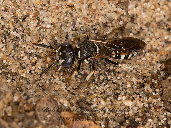 Philanthus politus  BEEWOLF 9047618z