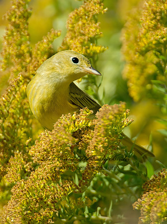 Setophaga petechia  YELLOW WARBLER 9004978z