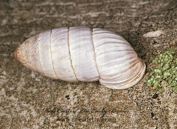 Cerion incanum CERIONID SNAIL 248333z
