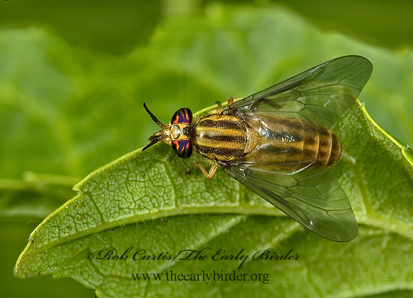 Chrysops vittatus  DEER FLY 5010964z