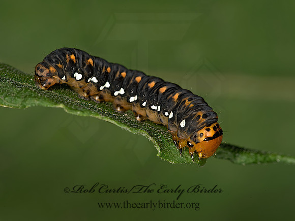 Basilodes pepita GOLD MOTH 9024460z