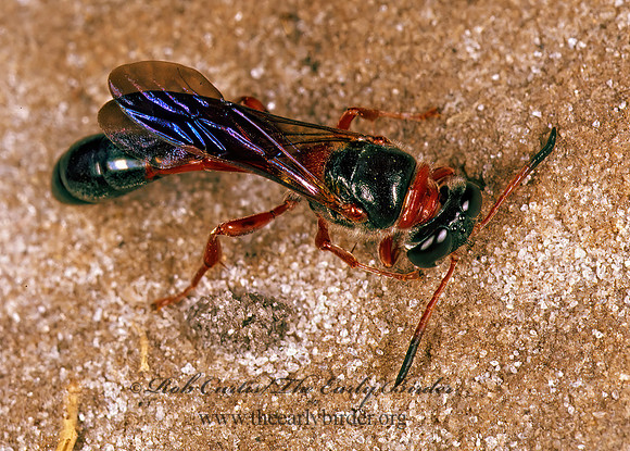 Trypoxylon (Trypargilum)  SQUARE-HEADED WASP 244024z