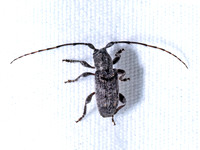 Ecyrus dasycerus LAMIINAE LONGHORN BEETLE 9096502z