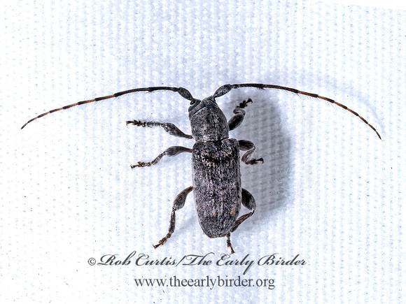 Ecyrus dasycerus LAMIINAE LONGHORN BEETLE 9096502z