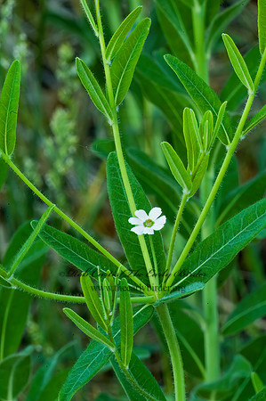 Euphorbia corollata or mollis  FLOWERING SPURGE 5009266z