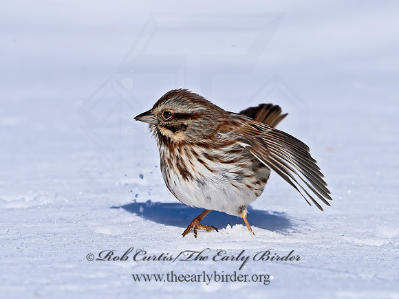 Melospiza melodia  SONG SPARROW 1300862z